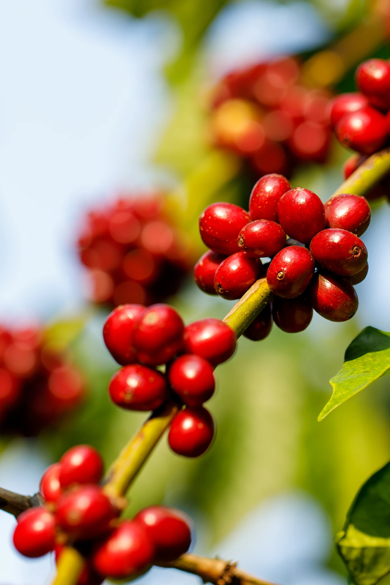 Die Kaffeekirschen von der Plantage in Mokha, Jemen